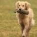 IMG 3521.thumbnail.JPG