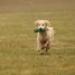 IMG 3540.thumbnail.JPG