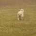IMG 3548.thumbnail.JPG