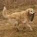 IMG 3644.thumbnail.JPG