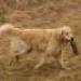 IMG 3646.thumbnail.JPG