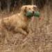 IMG 3672.thumbnail.JPG