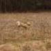 IMG 3739.thumbnail.JPG
