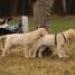 IMG 3842.thumbnail.JPG