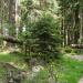 2012-05-28 Harz mit Kindern (447).JPG