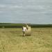 SANY0245